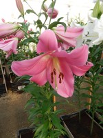 [3520 PO36 Massarossa No02.JPG]